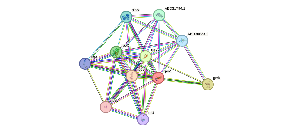 STRING protein interaction network