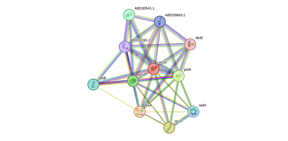 STRING protein interaction network