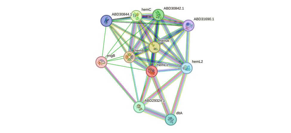 STRING protein interaction network