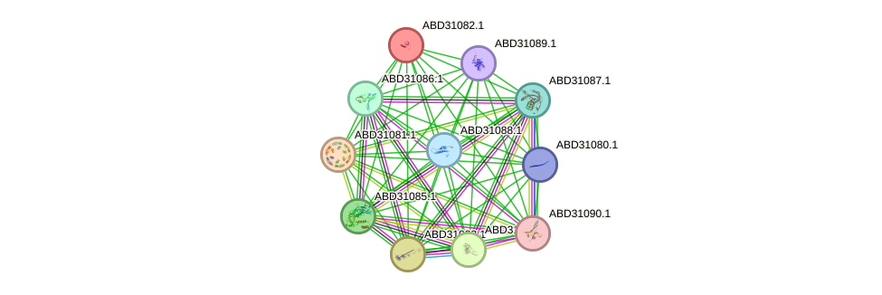 STRING protein interaction network