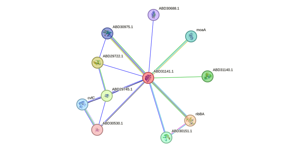 STRING protein interaction network