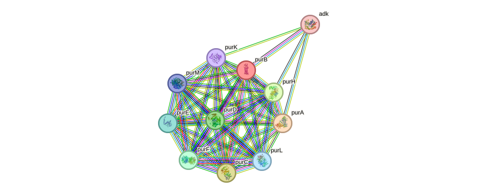 STRING protein interaction network