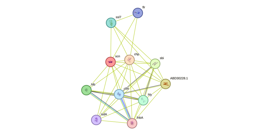 STRING protein interaction network