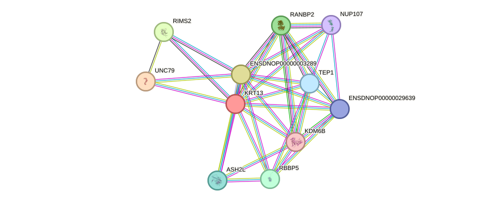 STRING protein interaction network