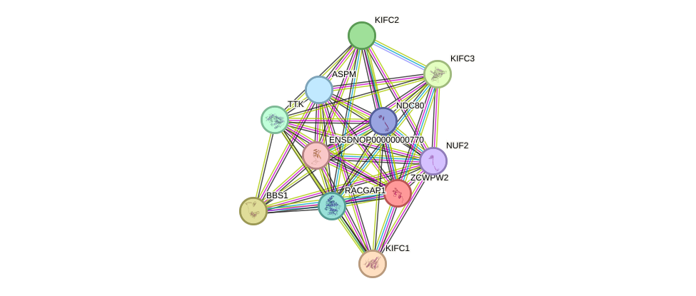 STRING protein interaction network