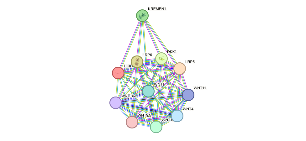 STRING protein interaction network