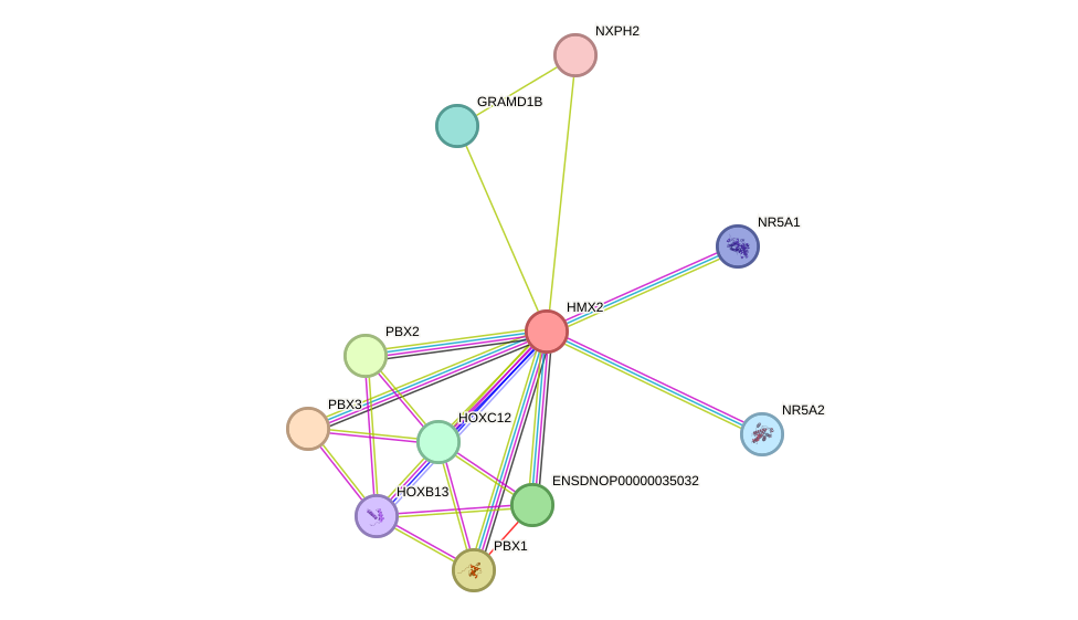 STRING protein interaction network