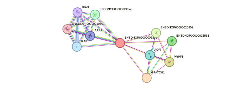 STRING protein interaction network