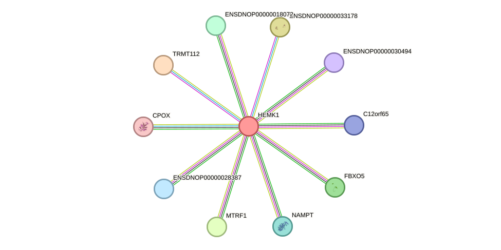 STRING protein interaction network