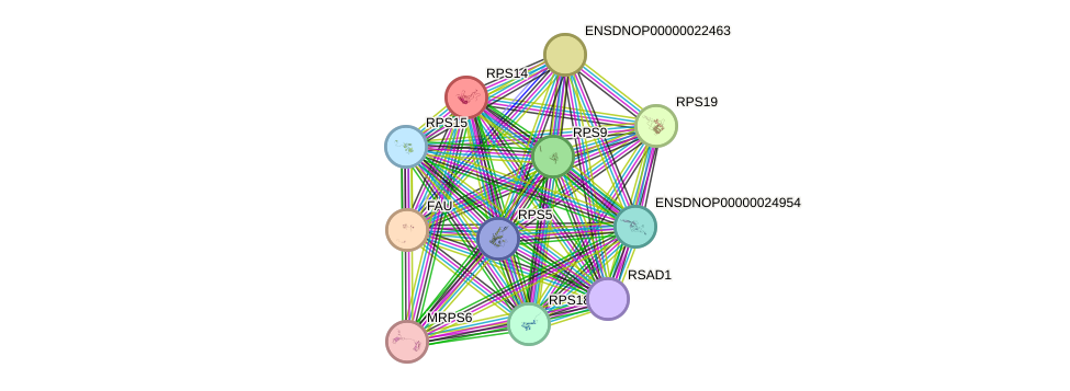 STRING protein interaction network