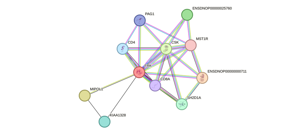 STRING protein interaction network