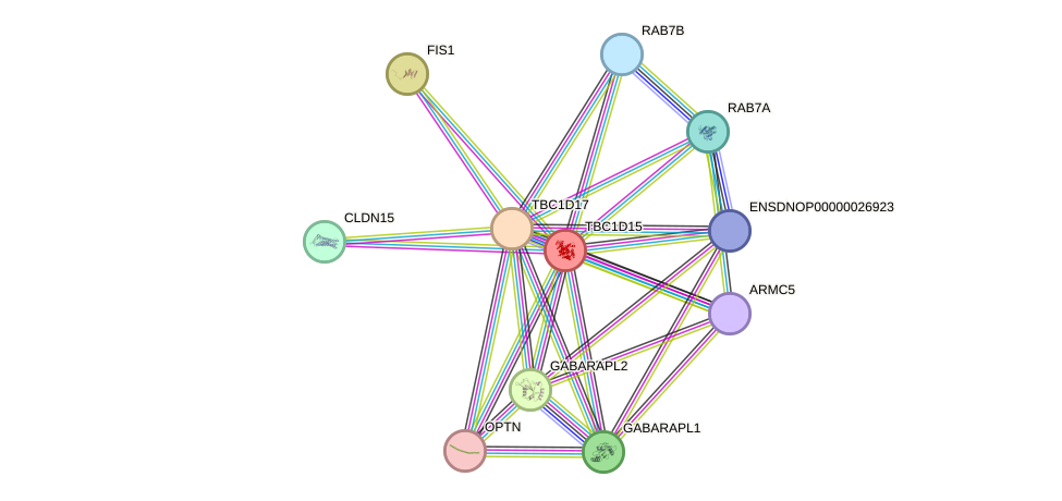 STRING protein interaction network