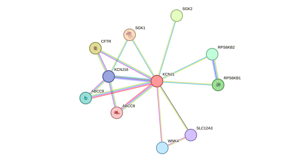 STRING protein interaction network