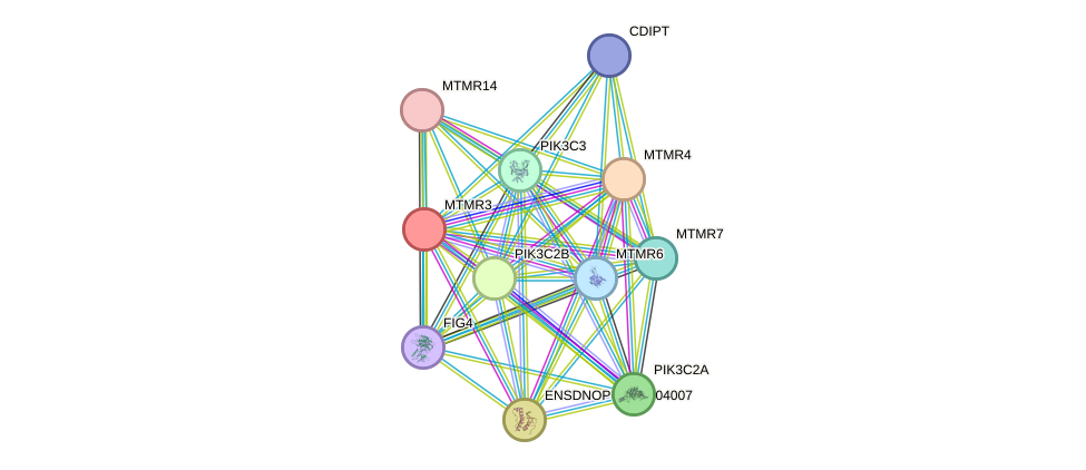 STRING protein interaction network