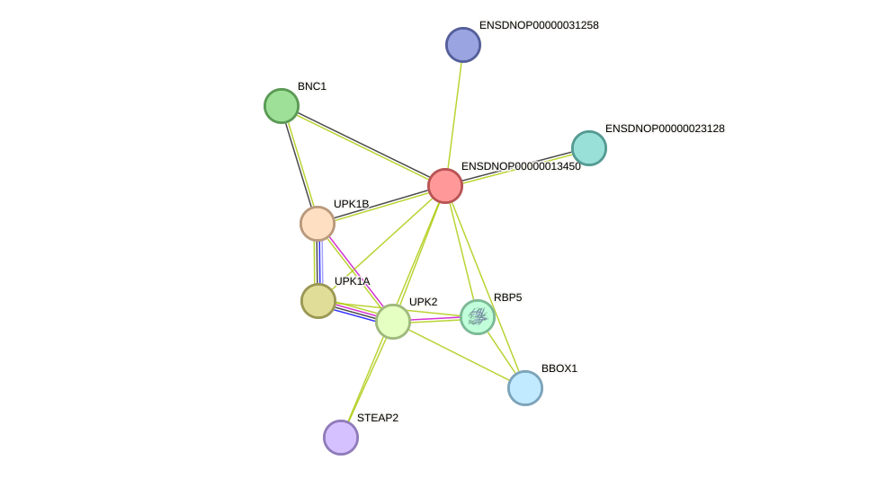 STRING protein interaction network