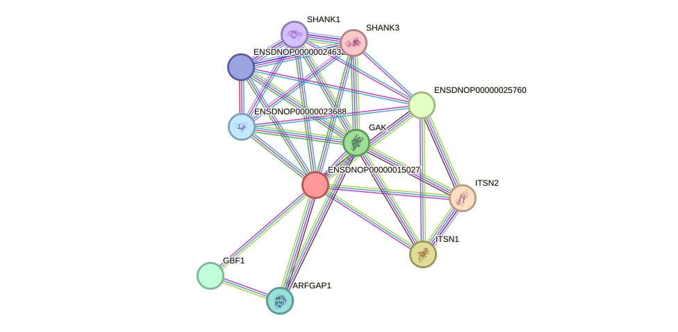 STRING protein interaction network