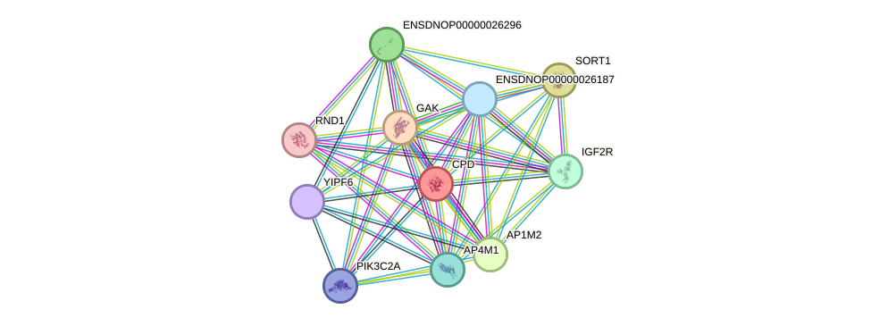 STRING protein interaction network