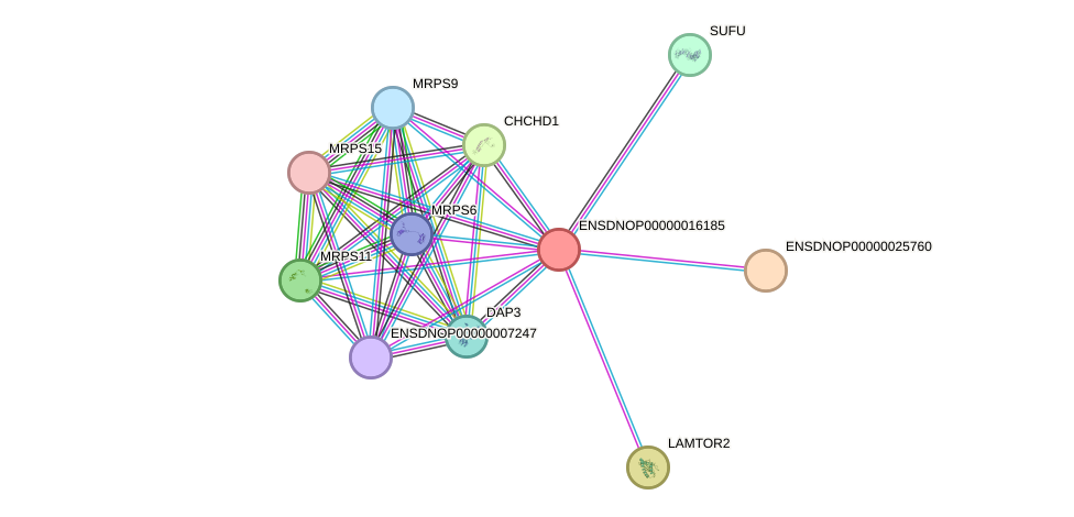 STRING protein interaction network