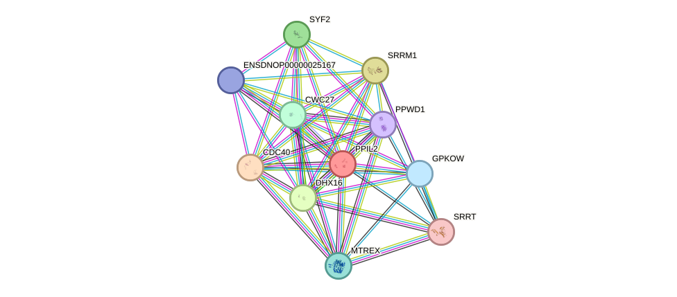 STRING protein interaction network