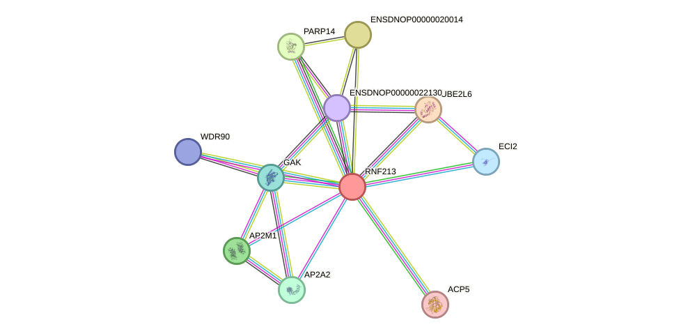 STRING protein interaction network