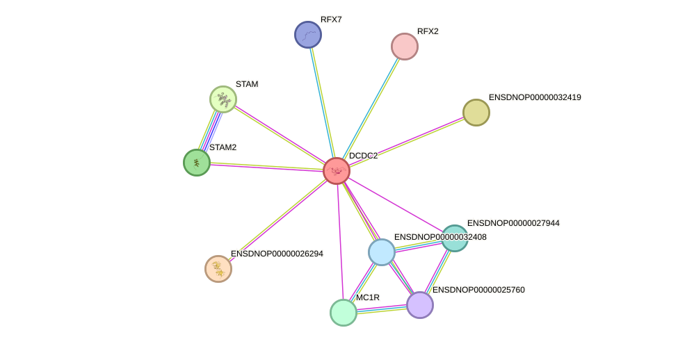 STRING protein interaction network