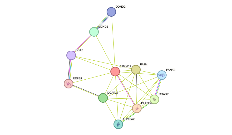 STRING protein interaction network