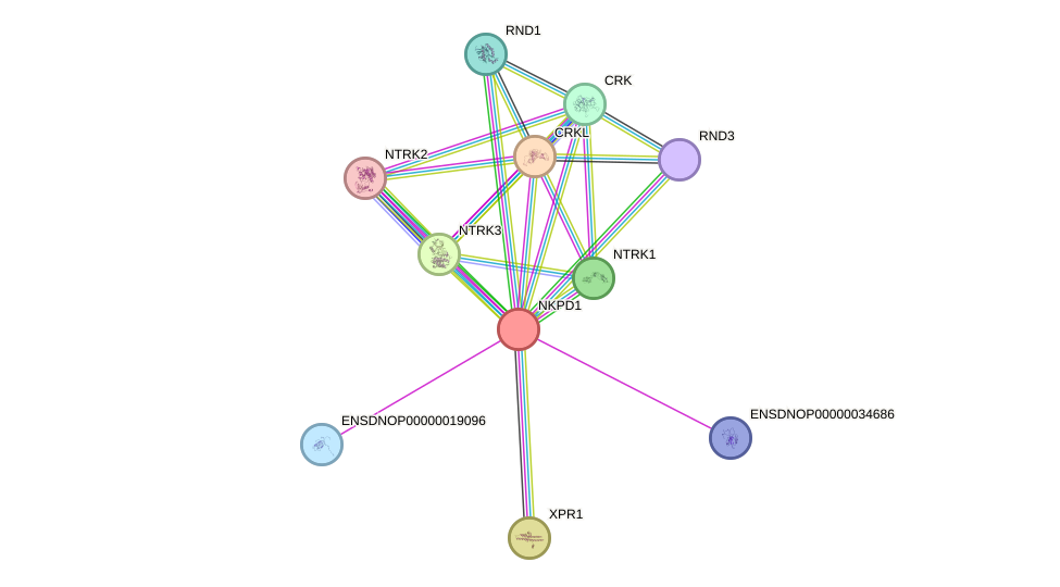 STRING protein interaction network