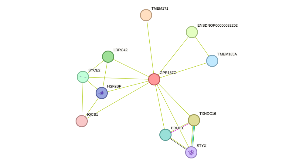 STRING protein interaction network