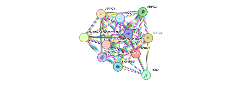 STRING protein interaction network