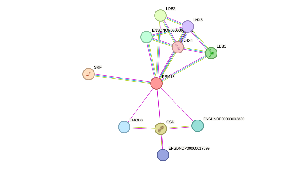 STRING protein interaction network