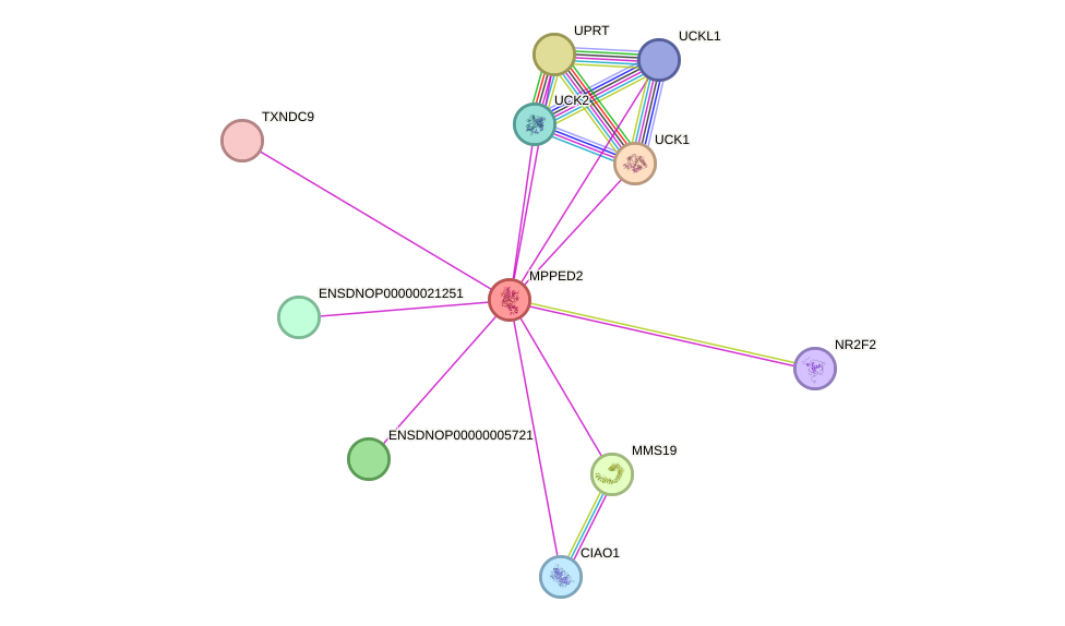 STRING protein interaction network