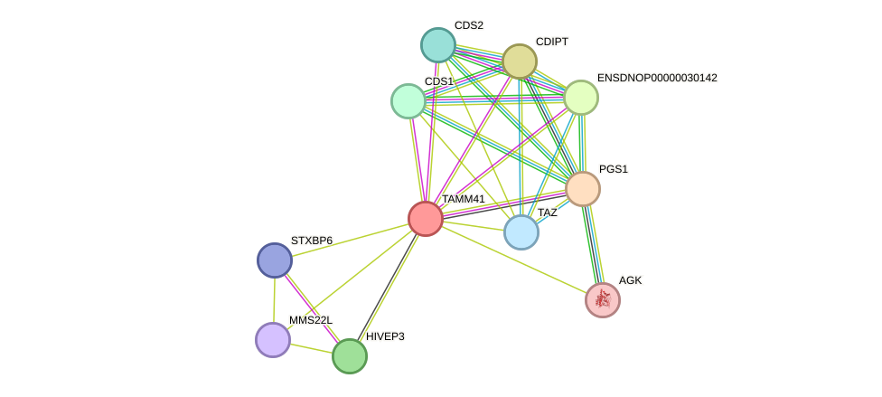 STRING protein interaction network