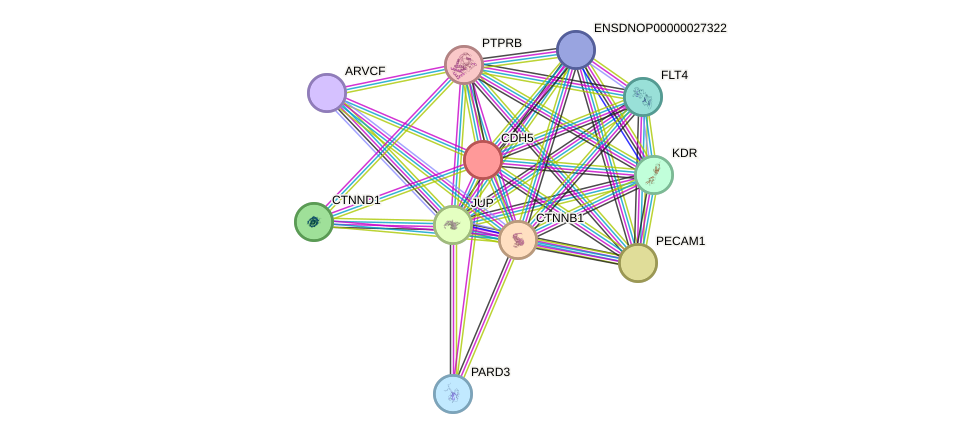 STRING protein interaction network