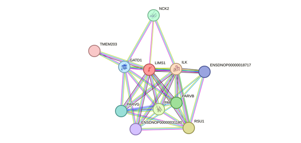 STRING protein interaction network