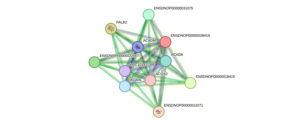 STRING protein interaction network