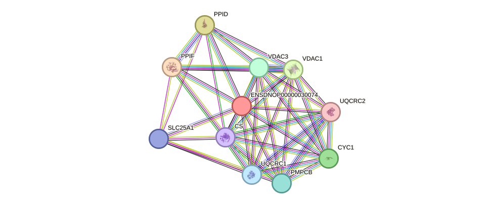 STRING protein interaction network