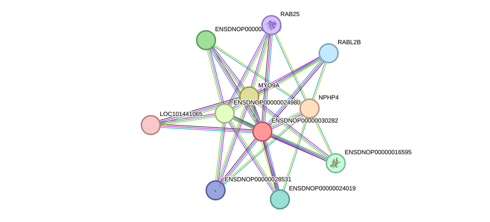 STRING protein interaction network