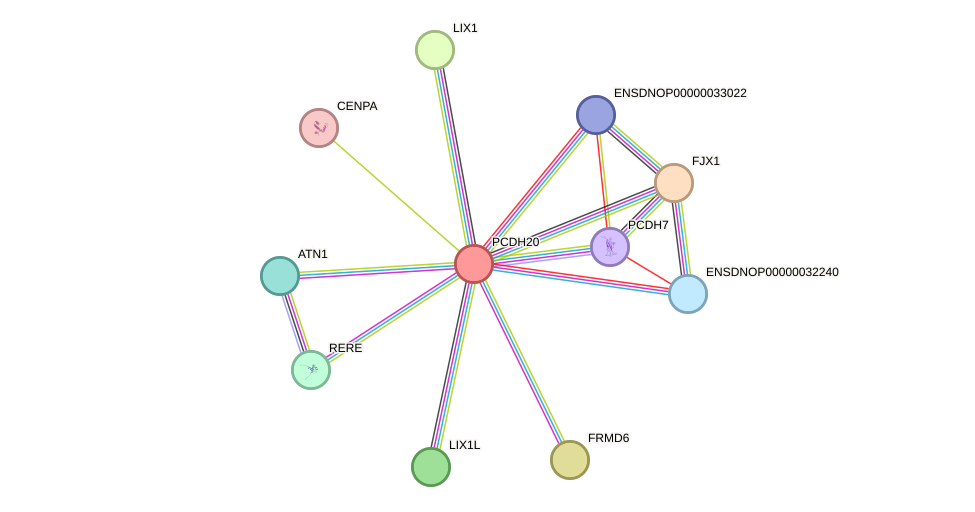 STRING protein interaction network