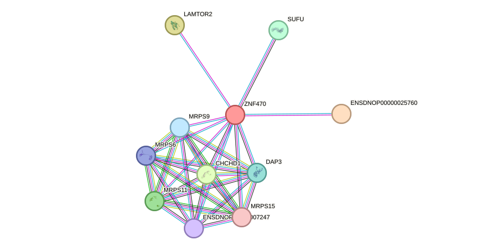 STRING protein interaction network