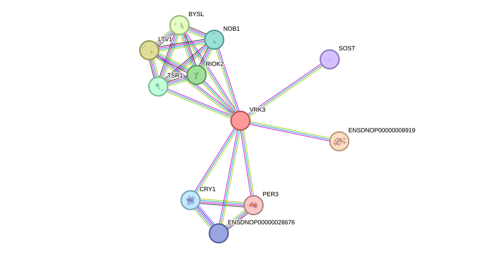 STRING protein interaction network