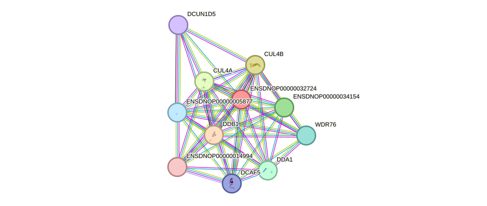 STRING protein interaction network