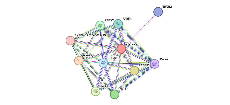 STRING protein interaction network