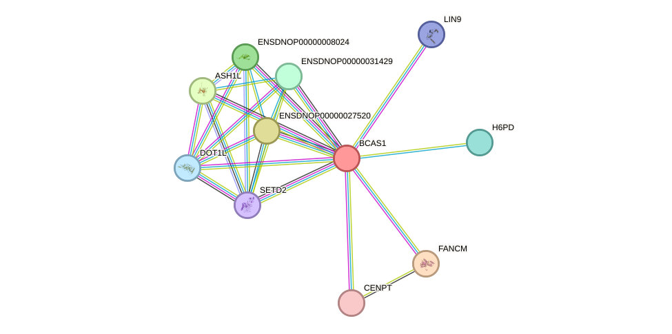 STRING protein interaction network