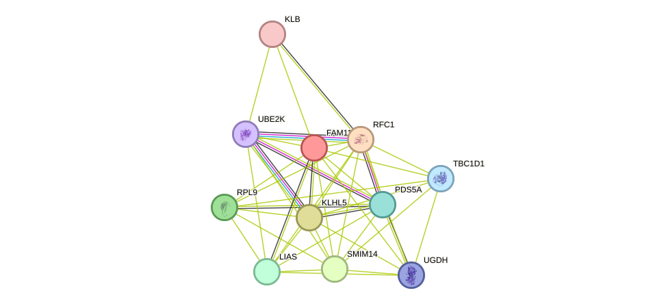 STRING protein interaction network