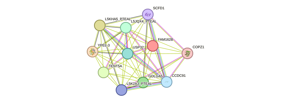 STRING protein interaction network