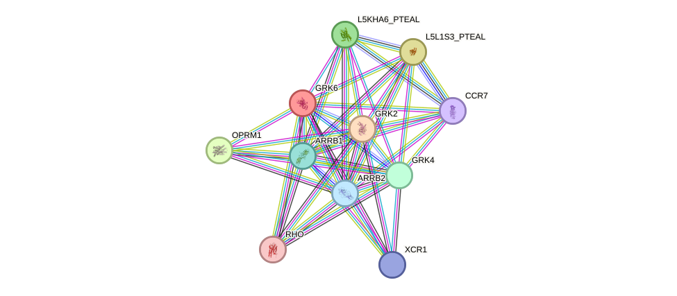 STRING protein interaction network