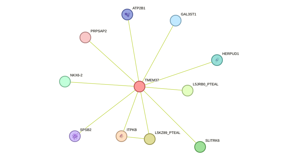 STRING protein interaction network