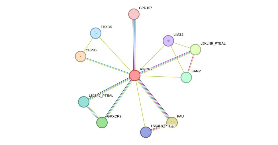 STRING protein interaction network