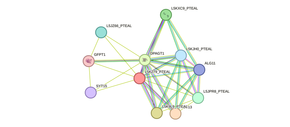 STRING protein interaction network