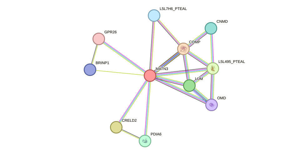 STRING protein interaction network